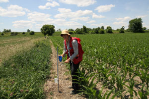 Dr. Naujokatitis-Lewis visits a corn field in June 2016