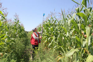 When Dr. Naujokatitis-Lewis adjusted her pan trap at a corn field in August 2016, it was about six or eight feet high.