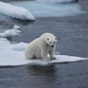 La faune de l’Arctique dans la mer de Beaufort
