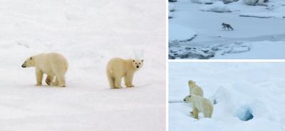 Ours polaires et renard arctique (coin supérieur droit) aperçus dans la dernière journée.