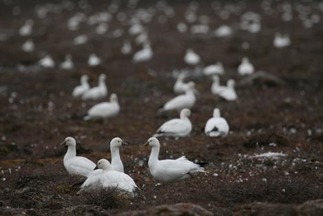 The increase in light goose populations was likely due to the availability of additional winter food on farm fields in the United States. On their Arctic breeding grounds, nesting geese and their goslings forage voraciously after hatch, and this modifies the vegetation in and around colonies.