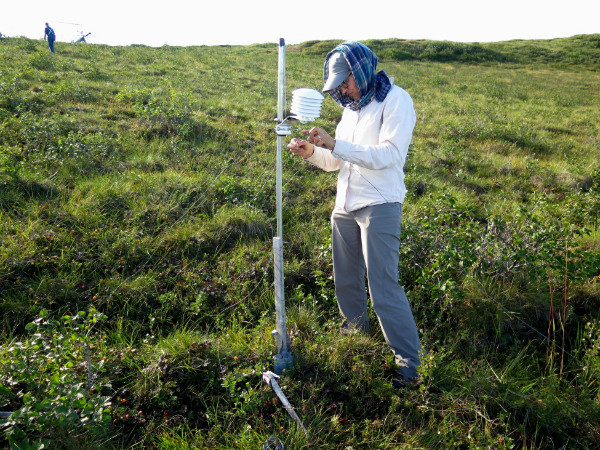 Photo 2: Air temperatures are also collected at most sites. These instruments can be a chew-toy for animals, and occasionally require some TLC. This instrument is in a patch of cloudberries, which are perfect for a quick field snack.