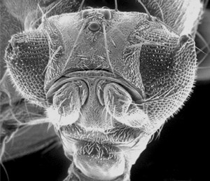 Healthy fruit fly eyes are round instead of triangular in shape.