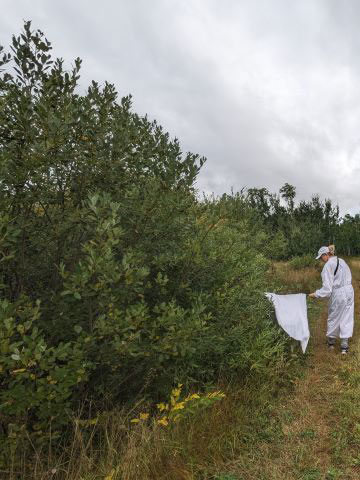 Collecte d’échantillons de tiques sur le terrain.