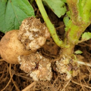 Perspectives scientifiques sur la gale verruqueuse de la pomme de terre dans le monde
