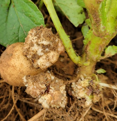 An infected potato tuber with “cauliflower-like” potato wart tissue.