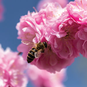 Les abeilles, alliées sans pareil pour dépister les virus dans les arbres fruitiers