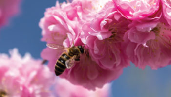 Bees, our unparalleled allies in detecting viruses in fruit trees