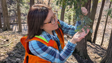 Une femme portant des lunettes, une chemise à carreaux et un gilet de sécurité orange examine de près les aiguilles d’un arbre de pruche dans une zone boisée.