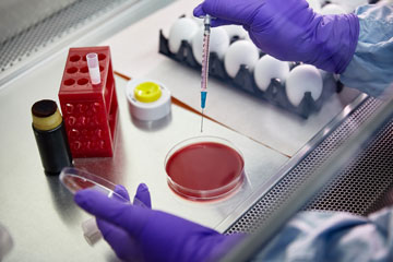 Mains d’un scientifique avec une seringue à œufs et une boîte de Petri dans un laboratoire de recherche et de diagnostic de l’influenza aviaire.