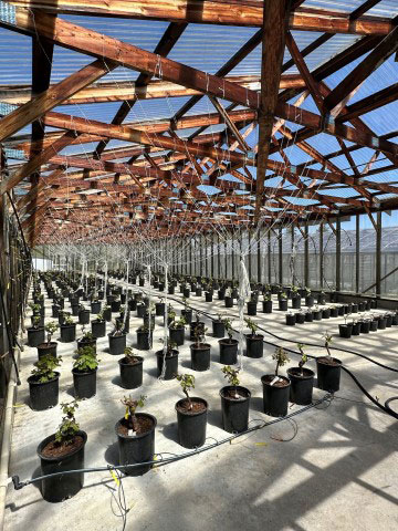 Vignes exemptes de virus de première génération dans un abri grillagé au Centre pour la protection des végétaux.