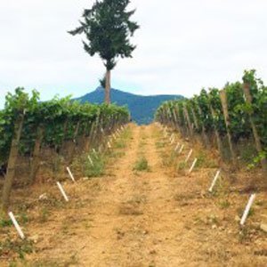 Healthy vines make Canadian wines