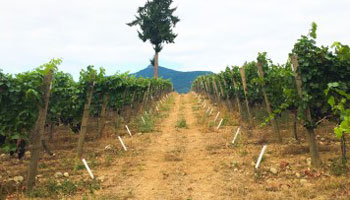Healthy vines make Canadian wines