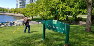 La vérification de la canopée des arbres à la recherche d'espèces envahissantes est une partie importante du travail de surveillance.