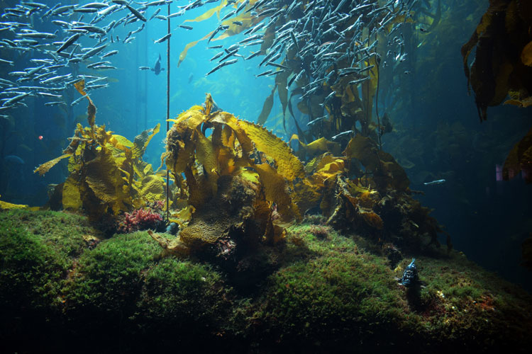 Carbon sink: The seagrass meadows, kelp forests, salt marshes and soft sediments off Canada’s coast are carbon reservoirs that can help mitigate climate change.