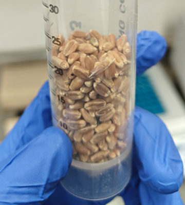 Pouvez-vous repérer la graine d’égilope cylindrique parmi les 499 graines de blé?