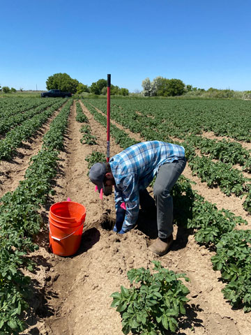 Graduate student of the Schott Laboratory taking soil samples mid-season to assess earthworm and nematode populations.