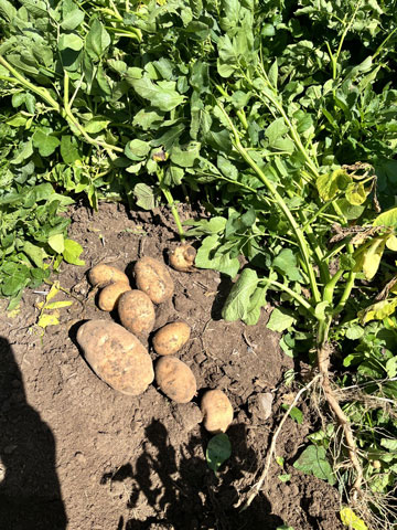 Single potato plant demonstrating the set (number of potatoes) and size profile