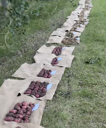 Potato set and size profiles of fresh potato variety trial in Manitoba