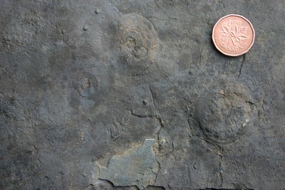 Fossiles précambriens de Terre-Neuve