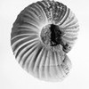 59. Fossil Genus Named for Canada (1922)