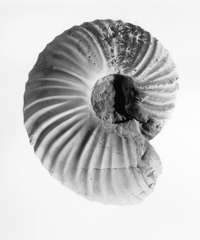 Fossil Genus Named for Canada