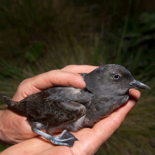 À quel moment les oiseaux de mer sont-ils plus vulnérables à l’exposition à la pollution plastique?