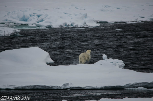 Our very first polar bear sighting!