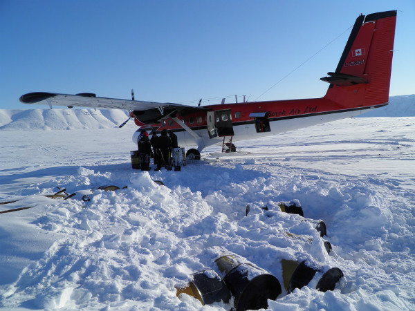 Digging out a fuel cache at Truelove Lowlands during a Peary caribou and muskox survey on Devon Island. Muskox numbers have nearly quadrupled from historic population estimates on the island, but they are still distributed in the productive lowland habitat patches. Caribou likely remain stable at low densities.