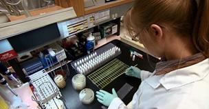 Experte en laboratoire qui analyse des échantillons de bactérie