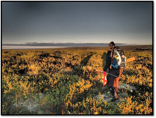  Katie rebroussant chemin vers le camp de recherche du ruisseau Trail Valley, après une journée de travail sur le terrain dans la toundra du Bas-Arctique.