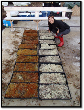  Emily (à gauche) photographiée avec des échantillons des mousses et des lichens recueillis  pour une expérience avec du substrat menée par Cory Wallace (candidate au doctorat).
