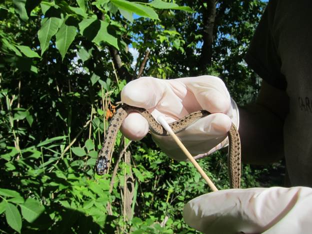  L’écouvillonnage pour prélever de l’ADN est une première étape dans la recherche génomique sur les espèces sauvages. Les chercheurs ont recours à la génomique pour en apprendre davantage sur l’incidence de la maladie fongique du serpent dans le but de protéger les espèces en péril, comme cette couleuvre brune.
