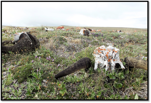 Site archéologique Head Hill, où les Inuvaluits chassaient le bœuf musqué et dépeçaient les animaux. L'atmosphère qui y règne est exceptionnelle.