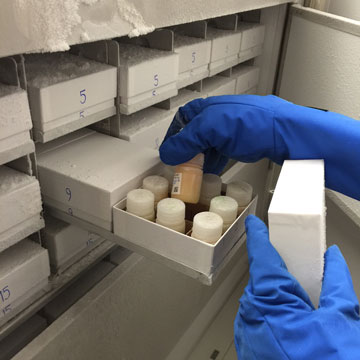 Les échantillons biologiques des participants de MIREC sont stockés dans la biobanque pour des projets de recherche futurs.