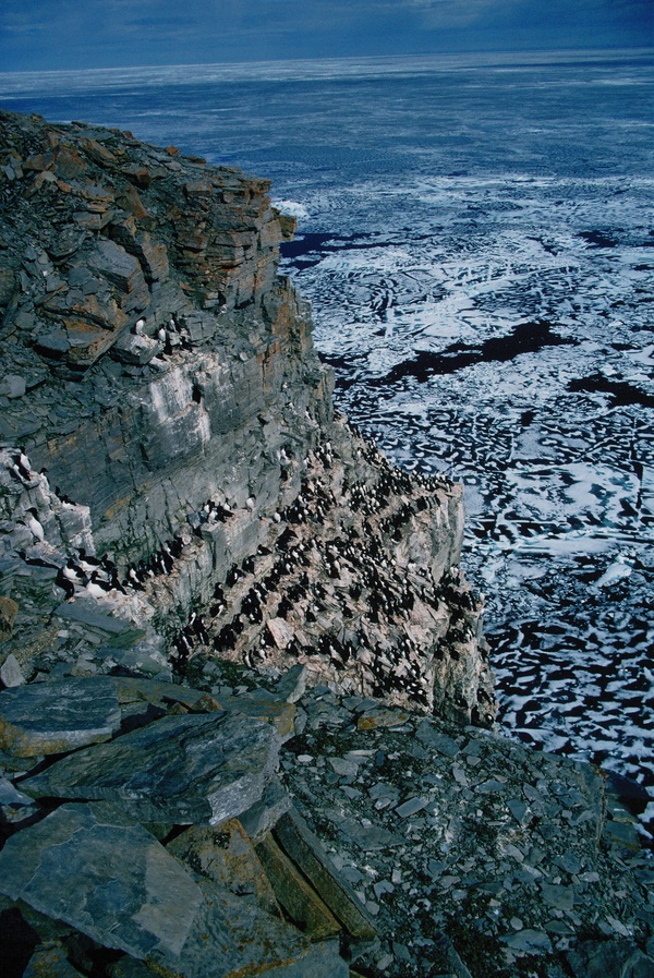 Thick-billed murre colony in the Canadian high Arctic. Photo credit - B. Braune