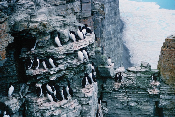 Thick-billed murres at a high Arctic colony. Photo credit - B. Braune (EC)  