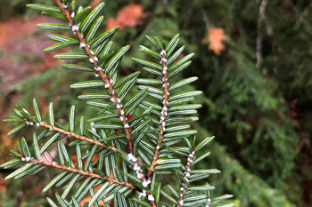 Joining forces against hemlock woolly adelgid