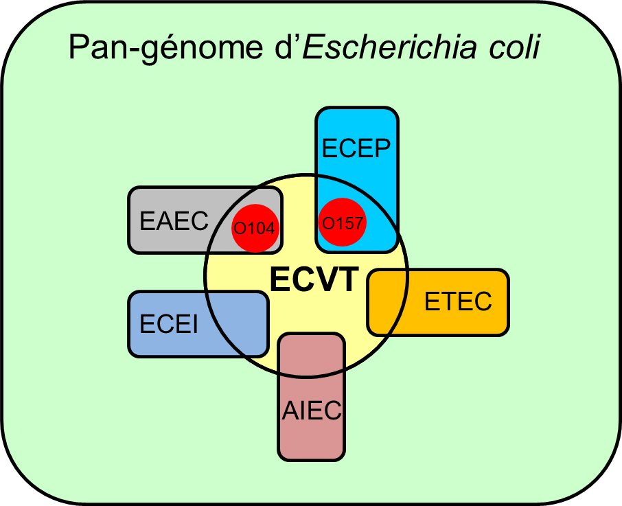 Relation entre le contenu génomique <em>Escherichia coli</em> vérotoxinogène (ECVT) et autres pathotypes d'<em>Escherichia coli</em>. AIEC, adhérent-invasif. EAEC, entéroagglutinant. ECEI, entéroinvasif. ECEP, entéropathogène. ETEC, entérotoxinogène.