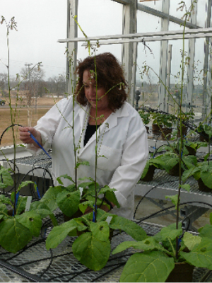 Scientist working with plants