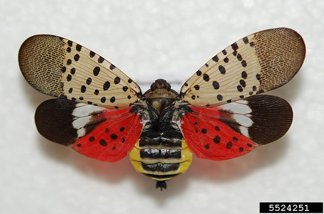 Adult spotted lanternfly 1