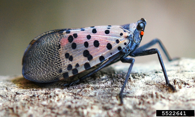 Adult spotted lanternfly 2