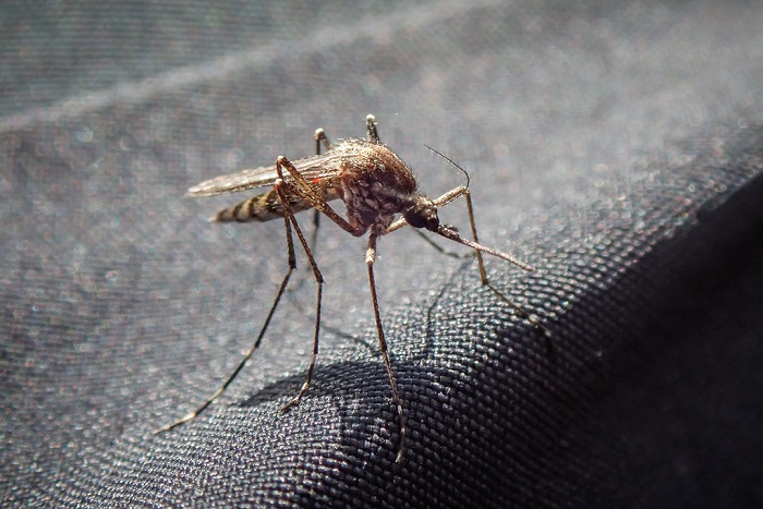 The mosquitos that seem to be able to bite through Gore-Tex trousers!