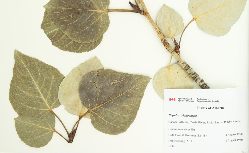 Notes from Nature - Digitizing Biological Collections in Canada