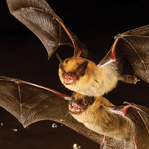 Preventing the Continuous Decline of Bats