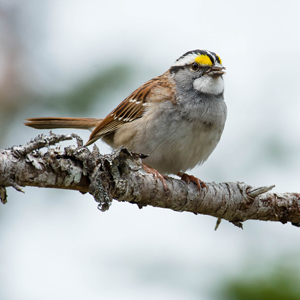 Des scientifiques d’Environnement et Changement climatique Canada participent à une importante étude sur les pertes d’oiseaux en Amérique du Nord