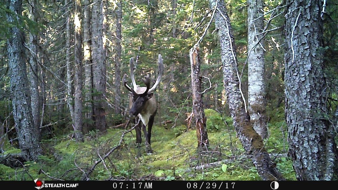 Figure 2: A woodland caribou (Rangifer tarandus caribou) photographed by one of the study’s motion-sensitive cameras. Notice the mossy ground and the spruce and fir trees. This type of boreal forest is prime caribou habitat, a perfect place to find the lichen and other tough, scrubby plants they favour as food. Image © Conseil de la Première Nation des Innus Essipit.