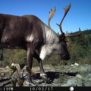 Scientists and First Nations together helping caribou reclaim the land