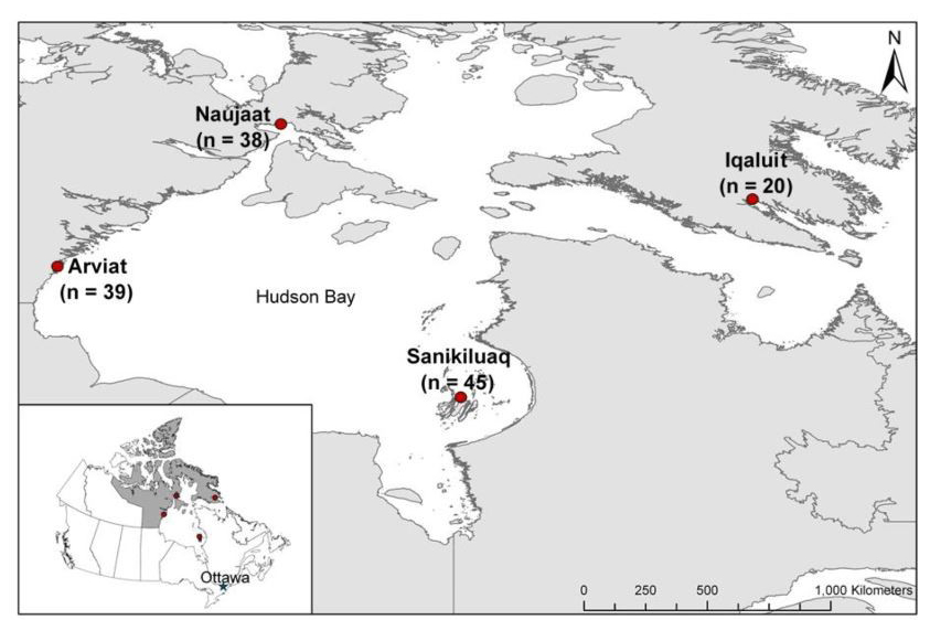 The map shows the location and number of hunted seals in various locations across Nunavut that were collected for the study.