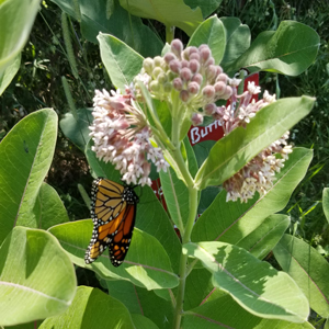 Working together to save the monarch butterfly